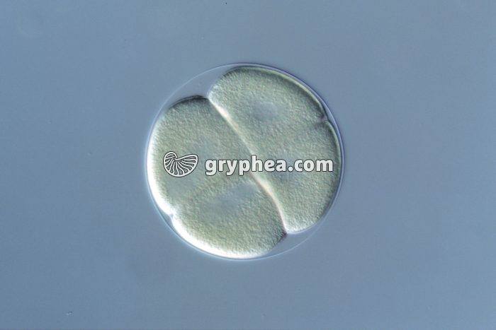 Oursin - Embryon au stade 4 cellules x100 - gryphea.org